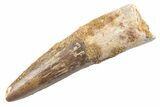 Fossil Spinosaurus Tooth - Real Dinosaur Tooth #360178-1
